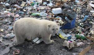 Если дальше сжигать мусор в Арктике это может привести к катастрофе экологической 1.jpg